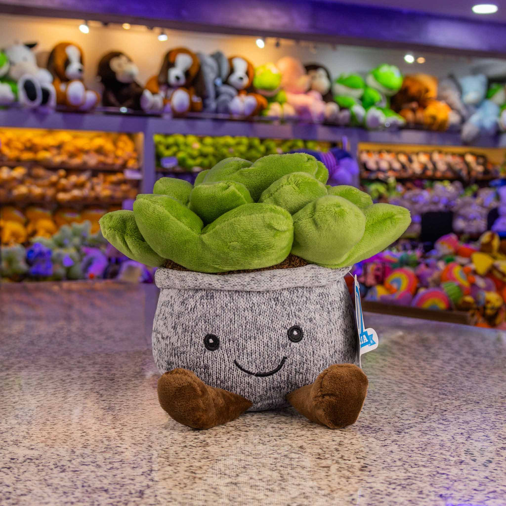 Suculenta de peluche. Ideal para mayoristas y tiendas de regalos
